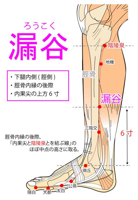 漏穴|漏谷：足の太陰脾経｜ツボ講座